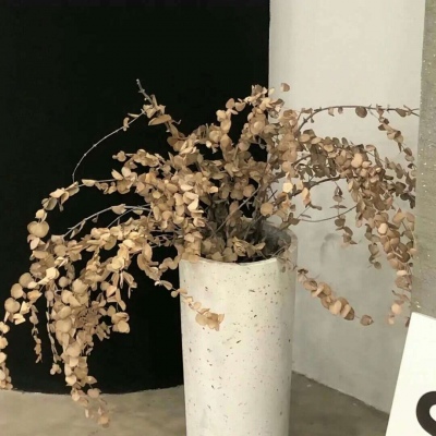 原创兽设世界观构建福瑞交流群